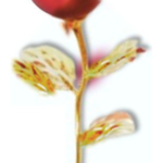 CAPULLO ZEUS ROSA CON CHOCOLATE x12g